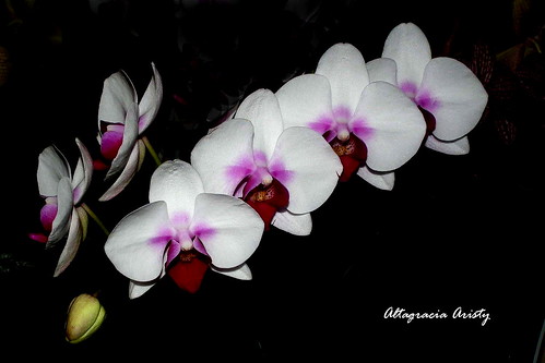 sarasota orquídeaas orchids orchidee fujifilmfinepixhs10 fujifinepixhs10 fujihs10 altagraciaaristy fondonegro sfondonero blackbackground