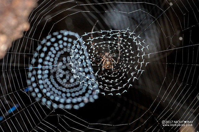 Social big-jawed spider (Tetragnathidae) - DSC_8477