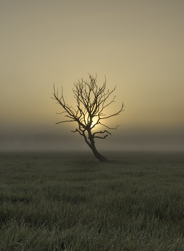 tree death dead salterforth barnoldswick mist sunrise dawn pendle leeds liverpool canal serene peace love trees