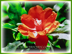 Gorgeous orange-red flower of Pereskia sacharosa (Needle Seven Blade, Seven Star Needle, Rose Cactus, Tree Cancer, Jarum Tujuh Bilah in Malay), 11 Sept 2017