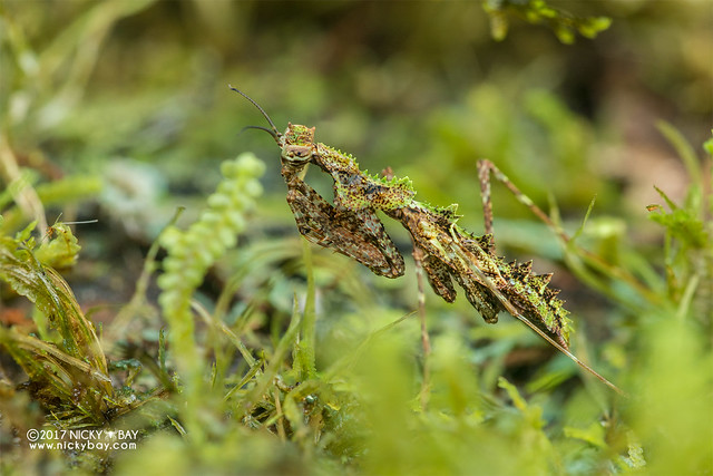 Moss mantis (Haania sp.) - DSC_8272