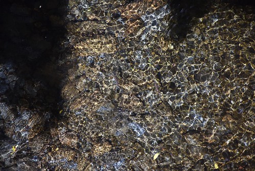 武陵農場-櫻花鉤吻鮭