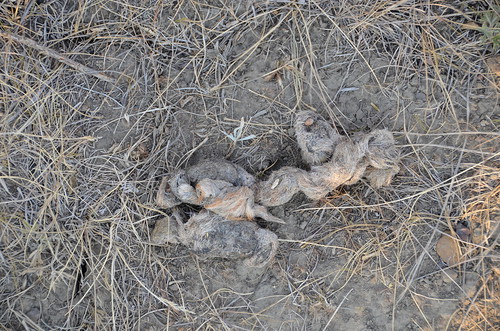 Grasslands East block coyote poop