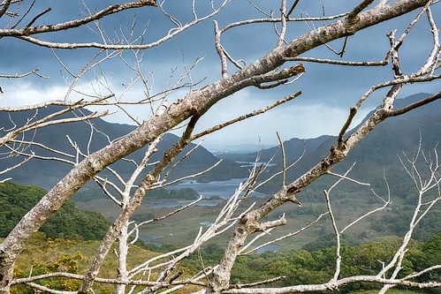 ladiesview kerry ireland tree branch view lakes water mountains grass sky nikon d500