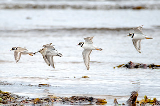 Ringed plover and dunlin