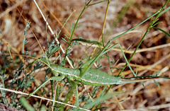 Common Predatory Bush-cricket (Saga pedo) - Photo of Péret