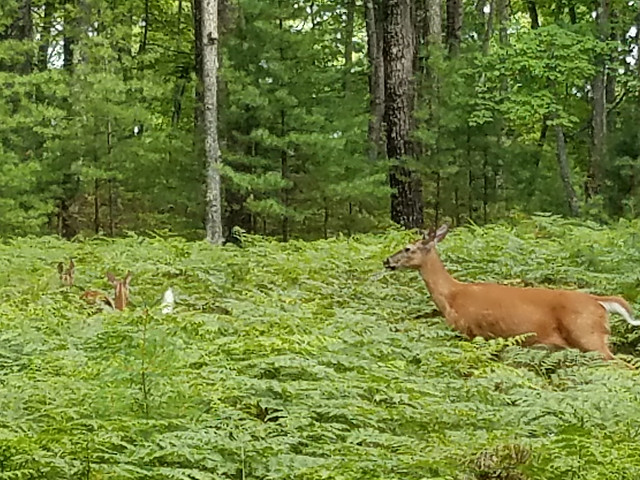 doe_and_fawns