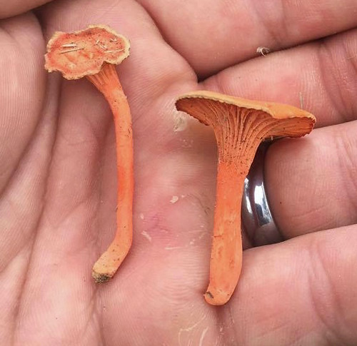 Mushroom - Chanterelle Cantharellus cinnabarinus, Cantharellus texensis