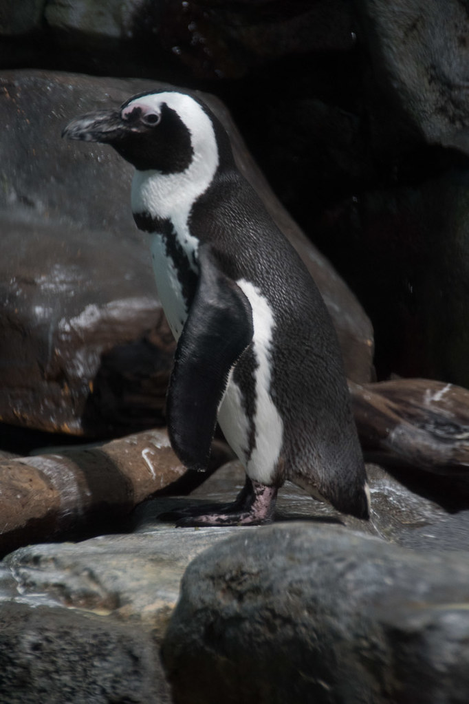 Penguin at Monterey Bay Aquarium