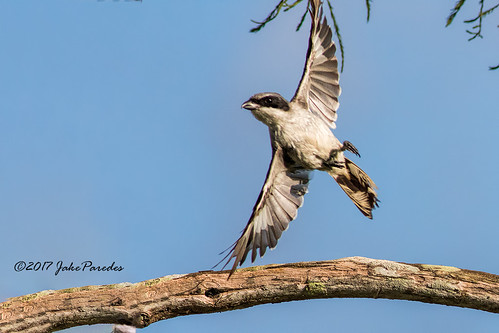evergladesphotographicsociety birdwatcher loggerheadshrike launch westdelrayregionalpark