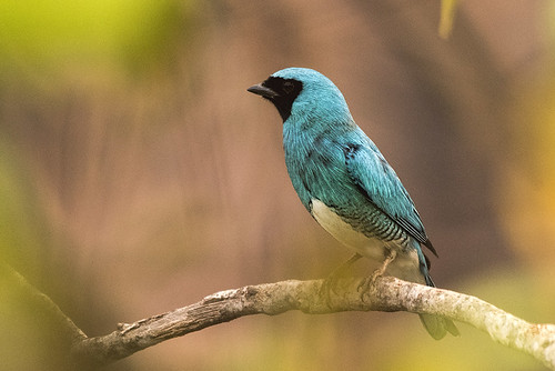 Brazil: Swallow Tanager 2