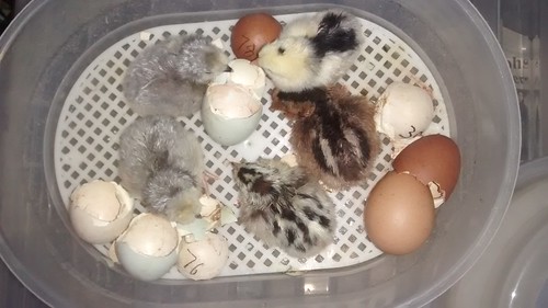 chicks Sept 17 2
