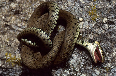 Grass Snake (Natrix helvetica) feigning death ... - Photo of Cornus