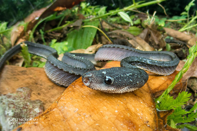 Dragon snake (Xenodermus javanicus) - DSC_8721