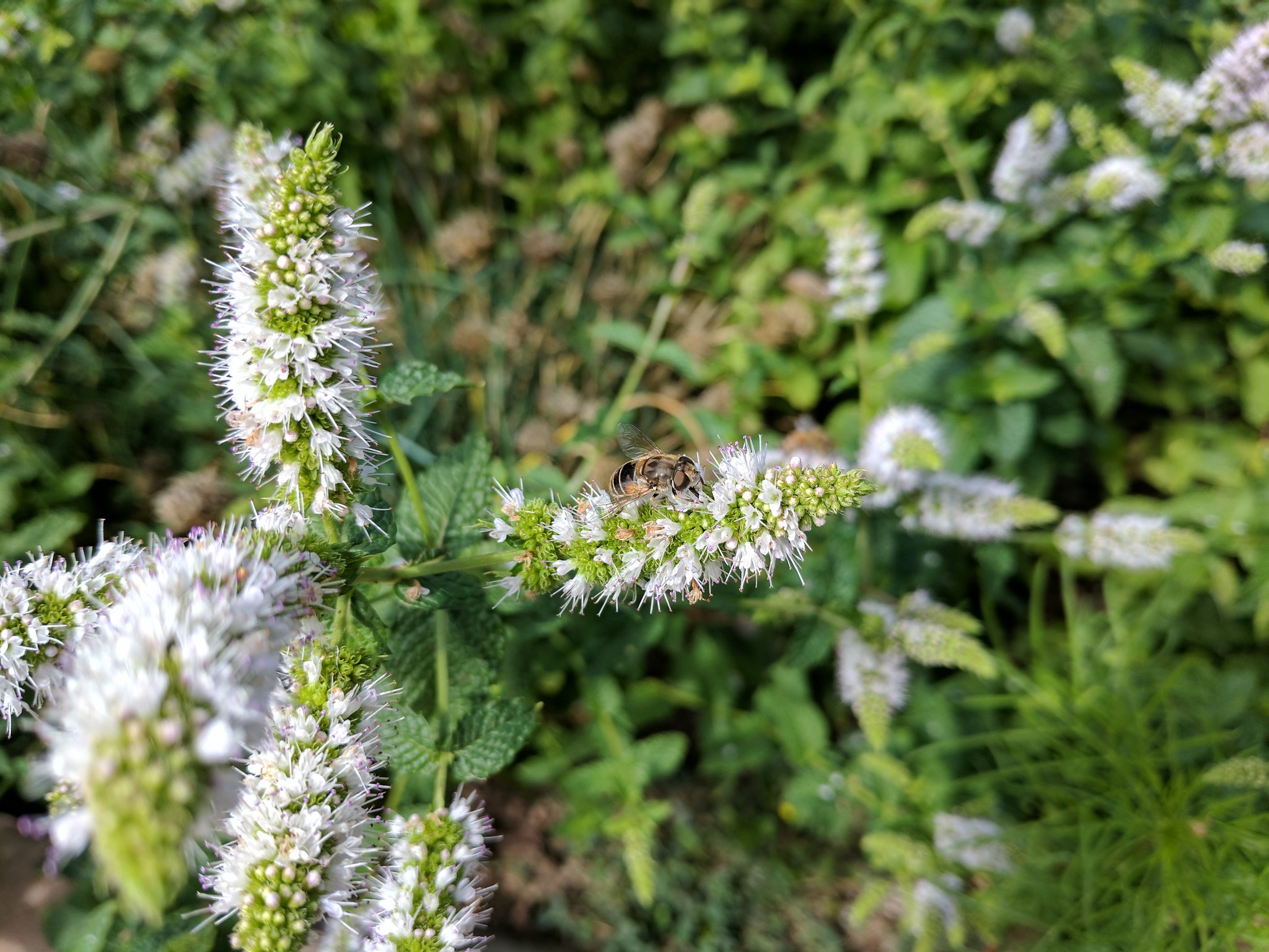 pollinating fly on spearmint