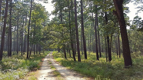 easttexas pineywoods forest woods