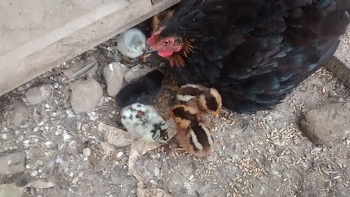 hen with chicks Sept 17 (1)
