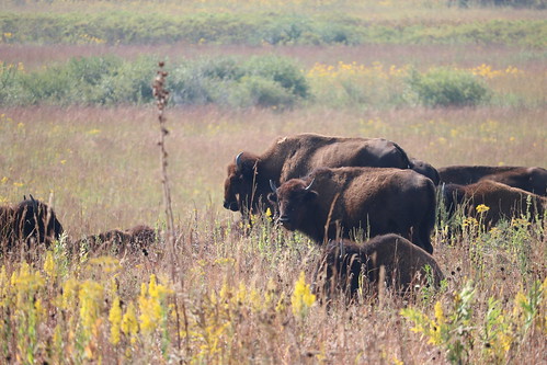 nachusa nachusagrasslands bison buffalo