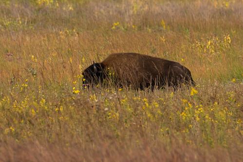 goldenrod plant wildlife indiana kankakeesands kankakee field outdoors indiananature summer yellow prairie animal grass bison