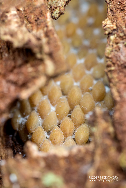 Planthopper eggs (Fulgoridae?) - DSC_8167