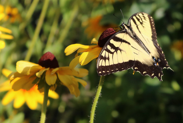Eastern tiger swallowtail with wings outstretched, tilted toward the camera, on the right side of the flower
