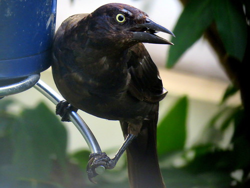 brewer blackbird