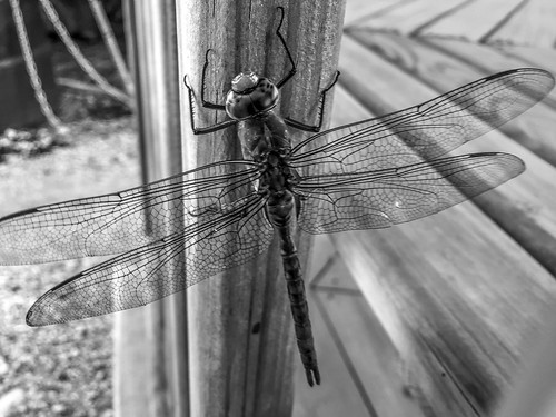 dragon fly blackandwhite wings wood bamboo eyes glowing nikon lens