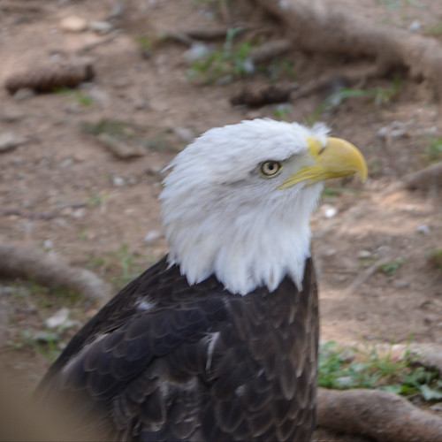Eagle at the Elmwood Zoo