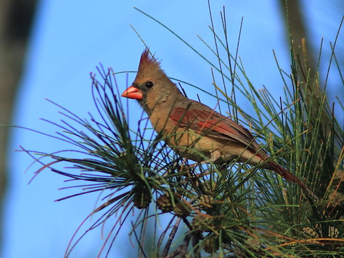Northern Cardinal female 20170904