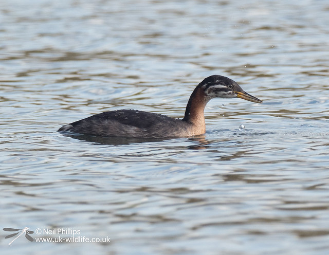 Red necked grebe-7
