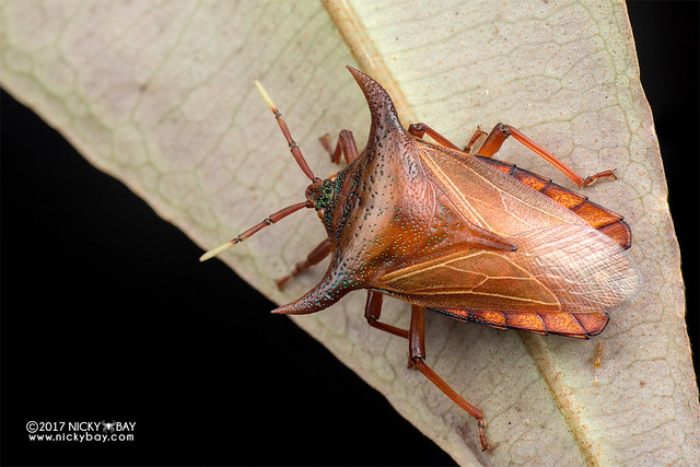 Giant shield bug (Pygoplatys lunatus) - DSC_9066