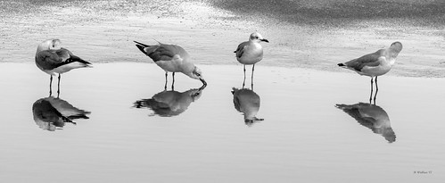 Brian_Four Gulls Drinking Party 1 BW_090917_2D