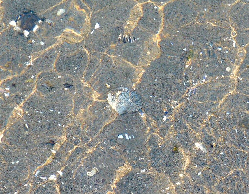shells in water