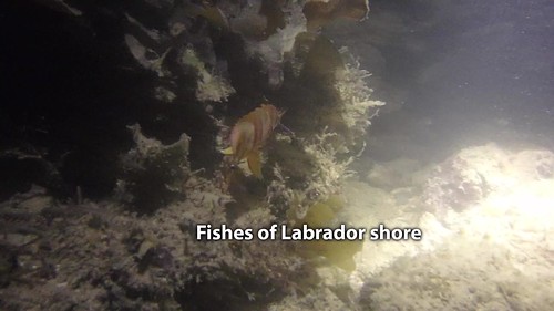 Fishes of Labrador