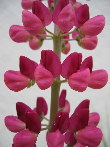 16 pinkflower 
