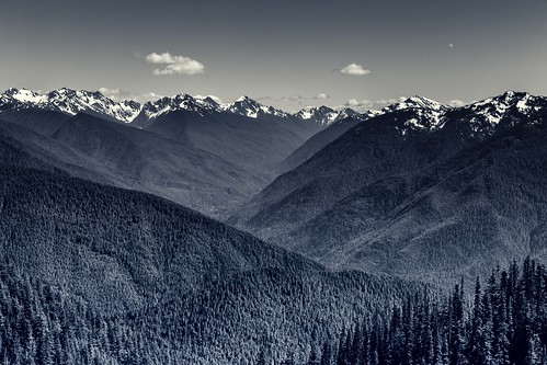 forest pinetrees pnw forests landscape washington mountains olympicpeninsula