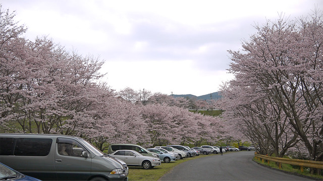 弥栄湖スポーツ公園の桜(5)