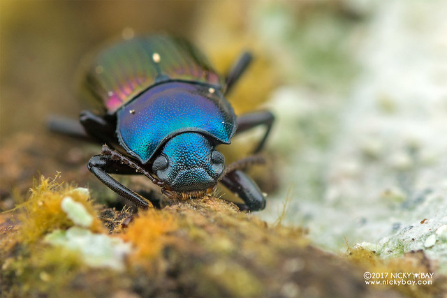 Darkling beetle (Plamius pici) - DSC_8063