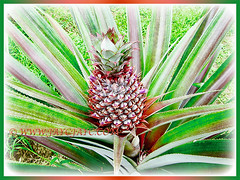 Captivating ground-grown Ananas comosus (Pineapple, Nenas in Malay) with thorny and colourful leaves, 1 April 2011
