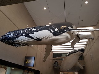 Whale Mall