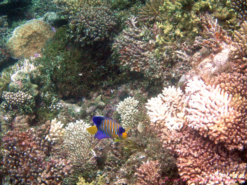 scuba diving2521