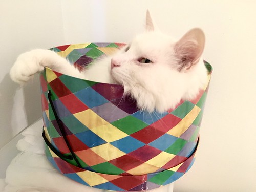 Vanille in a hat box