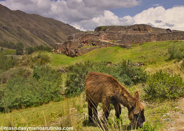 Por las escaleras de PERÚ - Blogs de Peru - Ruinas de los alrededores de Cusco: Tambomachay, PukaPukara, Qenqo, Sacsayhuaman (4)