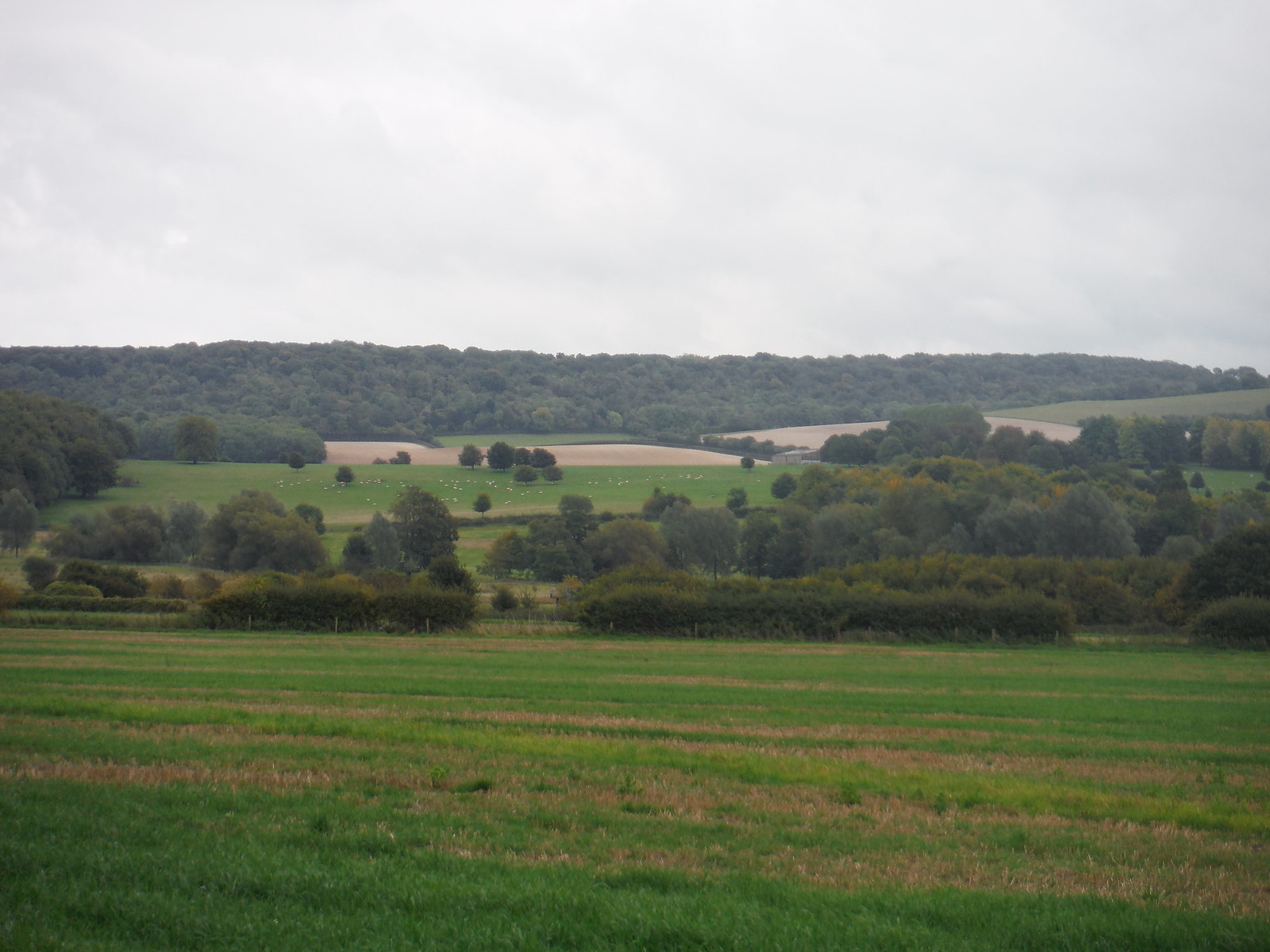 Oxen Lees Wood SWC Walk Book 1 Walk 53 - Wye Circular