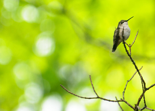 Ruby-Throated Hummingbird perching