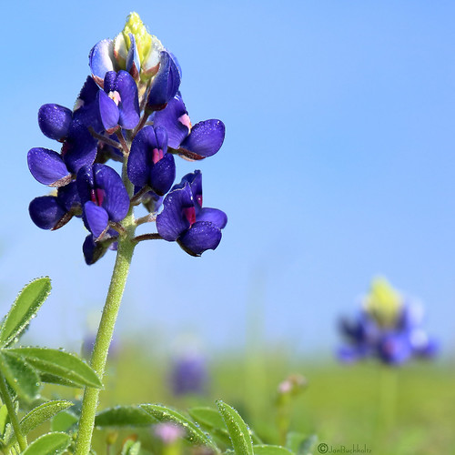 texas bluebonnet janbuchholtz lupinustexensis wildflower braysbayou houston blue flower bokeh closeup macro flora dew dewdrops