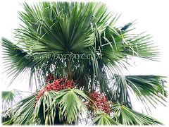 Saribus rotundifolius (Round-leaf Fountain Palm, Fan/Footstool Palm, Table Palm, Java Fan Palm, Anahaw Palm) with fabulous large, round, glossy, green and shallowly divided leaves, 3 Sept 2017