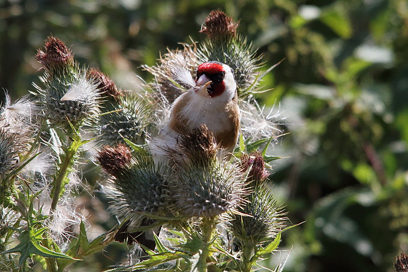 Goldfinch on Thistles