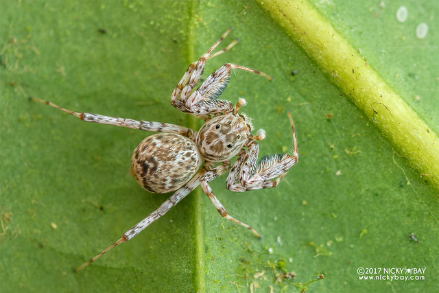 Jumping spider (Brettus sp.) - DSC_8415