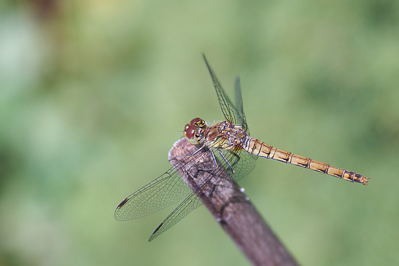 Darter dragonflies #2
